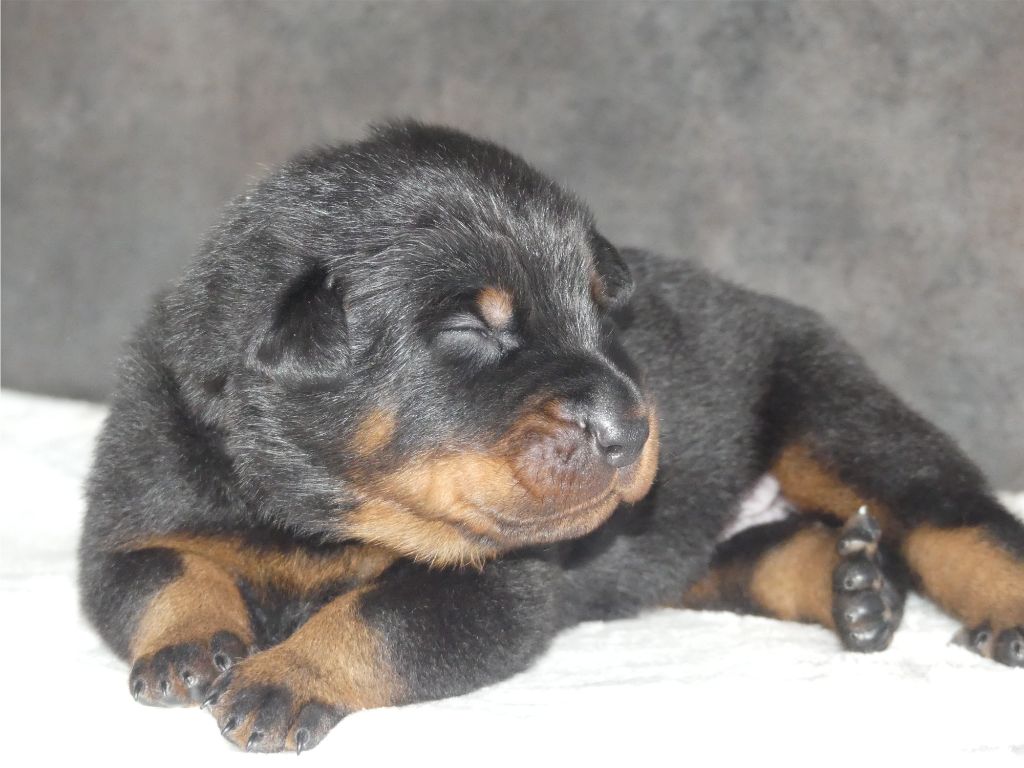 De La Cite Des Senteurs - Chiots disponibles - Berger de Beauce