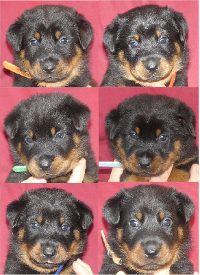 CHIOT