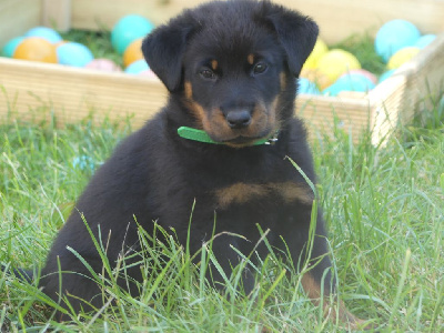 Argus